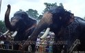 thrissur-pooram-2011- (19)